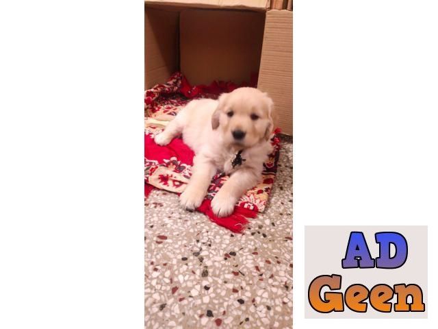 used Show quality Golden retriever puppies for sale for sale 